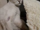 Тайская кошка в добрые руки объявление продам