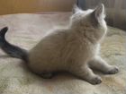 Сибирско-Сиамский котик объявление продам