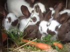 Кролики Строкач,Французские барашки