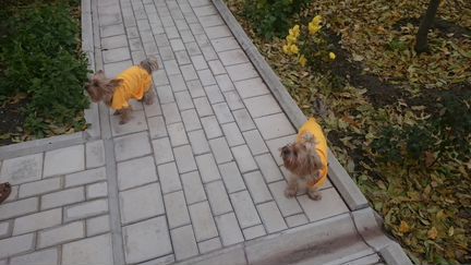Дизайнерское пальто для собак
