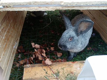 Клетка для кроликов