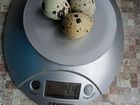 Инкубационное яйцо, перепела объявление продам