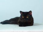 Черный кот на вязку