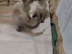 Котята Тайской породы объявление продам