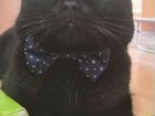Вязка Молодой британский котик готов дарить любовь объявление продам
