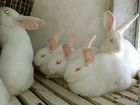 Кролик Белый Великан миакро Инстаграм griblyanka объявление продам