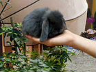 Карликовые кролики Minilop объявление продам