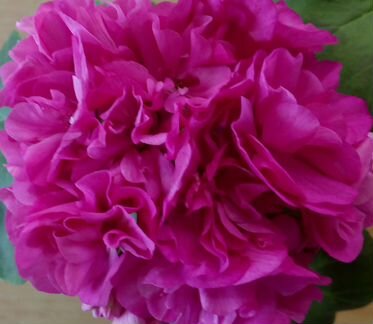 Пеларгонии (герани) Jagershus Мandelblom и др