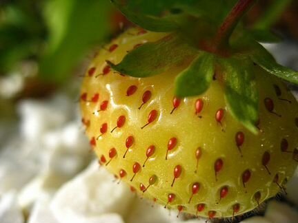 Подвеска Желтая ягода (желтый срез агата)