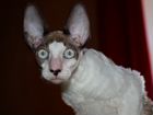 Корниш-рекс - голубоглазый котёнок