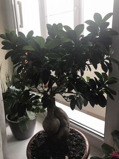 Дерево бонсай - 48 см