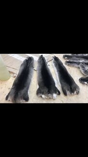 Шкуры шиншилл, выделка wanger. Венгрия. Гарантия к