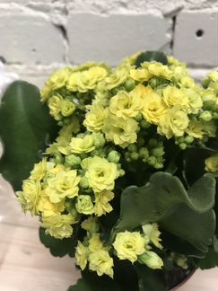 Каланхоэ