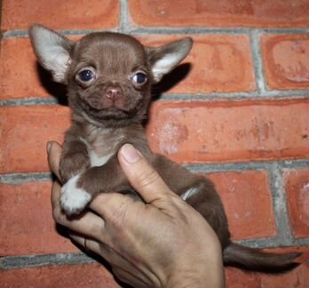 Чихуахуа Шоко брат 3