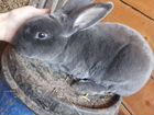 Кролик породы Рекс объявление продам