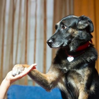 Собака в добрые руки. Джу