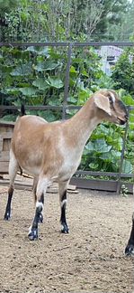 Англо нубийская коза - фотография № 3
