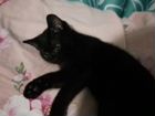 Кошка чёрнаявая