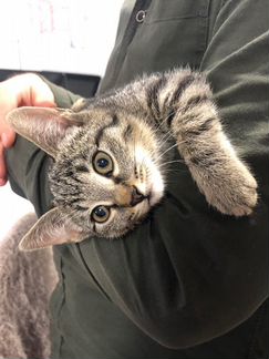 Кошка