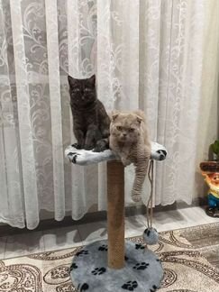 Когтеточки с лежанкой.В наличии