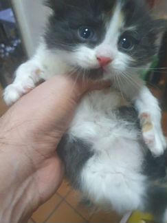 Котята в добрые руки даром