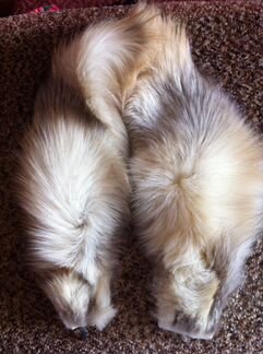 Меховые воротники и шкурки