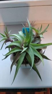 Хавортия лимифолия убомбоензе