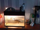 Красноухая черепаха с аквариумом и принадлежностям