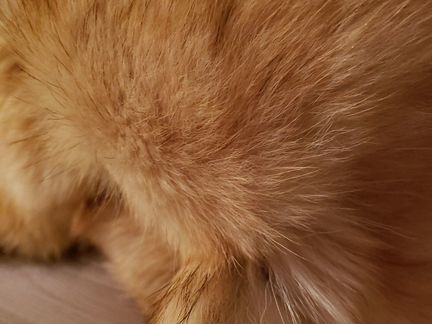 Мужская шапка