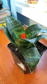 Самсевьера карликовая