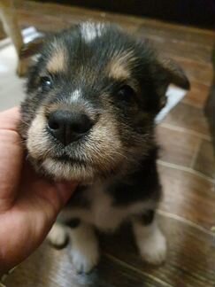 Собака. Все девочки. Возраст 6 недель, приучены к