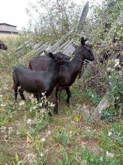 Баран,козы и козлята - фотография № 4