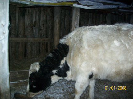 Молодая корова - фотография № 2