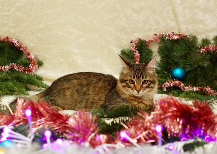 Котенок в добрые руки