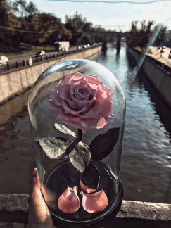 Стабилизированная роза в колбе, опт