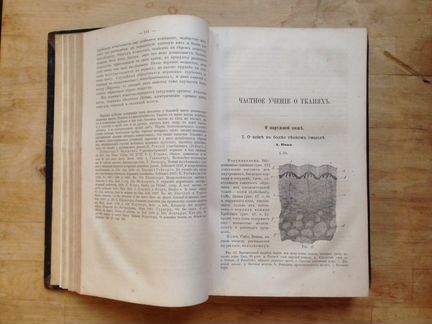Келликер - Учение о тканях человека, 1865