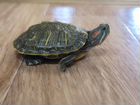 Красноухая черепаха 2 шт с аквариумом и остравком объявление продам