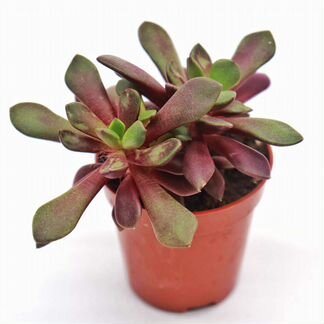 Анакампсерос Рубра