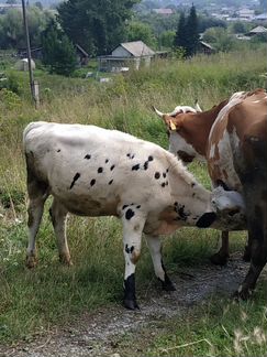 Дойная корова и ее телочка 6 месяцев - фотография № 5