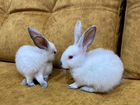 Ручные калифорнийские кролики объявление продам