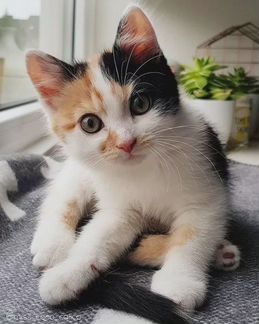 Передержка котят, кошек, котов
