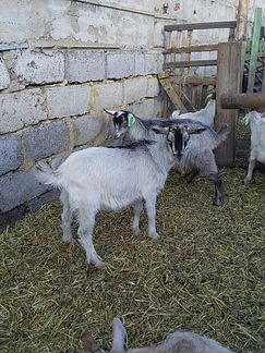 Зааненские козы, козлята, козочки и козлы - фотография № 6