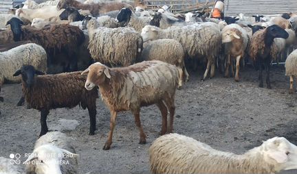 Продам овец, баранов - фотография № 2