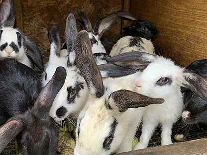 Молодняк кроликов. Полутаксы. Овцы татарстанской. Полосатый кот тюмень. Авито бугульма животные кошки бесплатно.