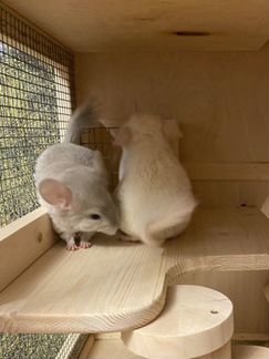 Шиншиллята мальчики 2 мес