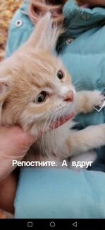 Котенок