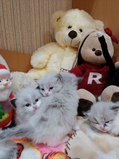 Васильковые глазенки. (рэгдолл)