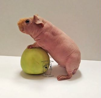 Морская свинка скинни