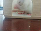 Крысёнок Альбинос объявление продам