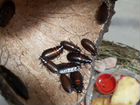 Мадагаскарский таракан объявление продам